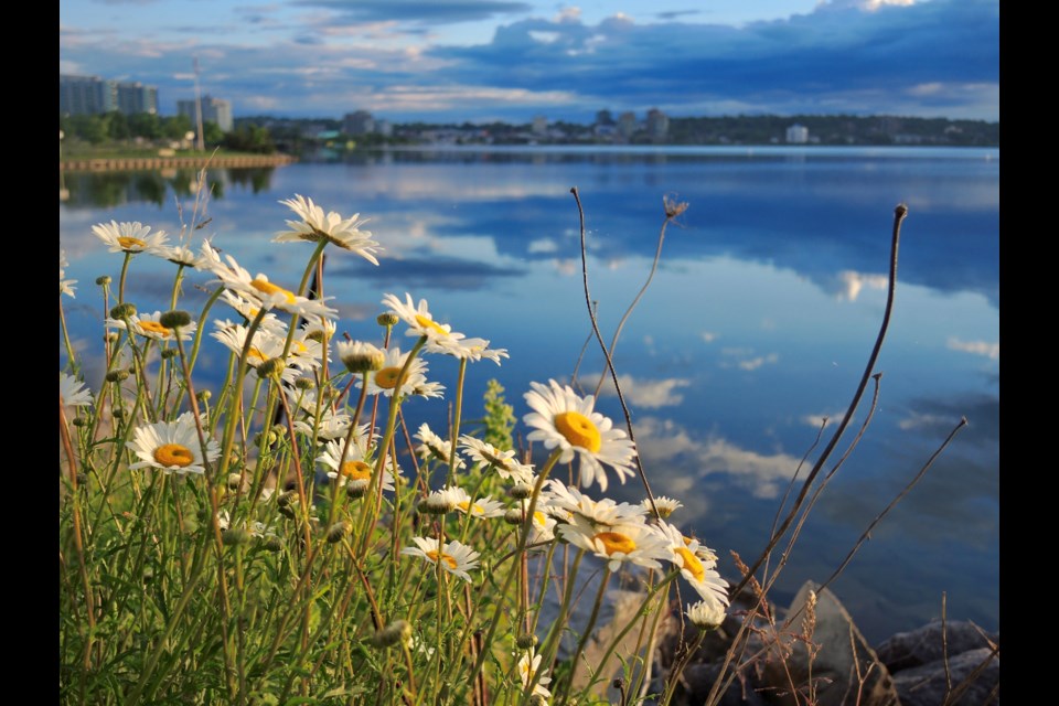 Morning daisies reach for the sun with gorgeous blue cloud reflections in Kempenfelt Bay.
Sue Sgambati/BarrieToday