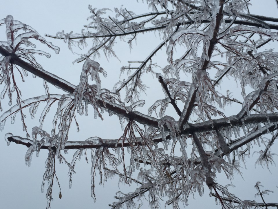 ice trees 