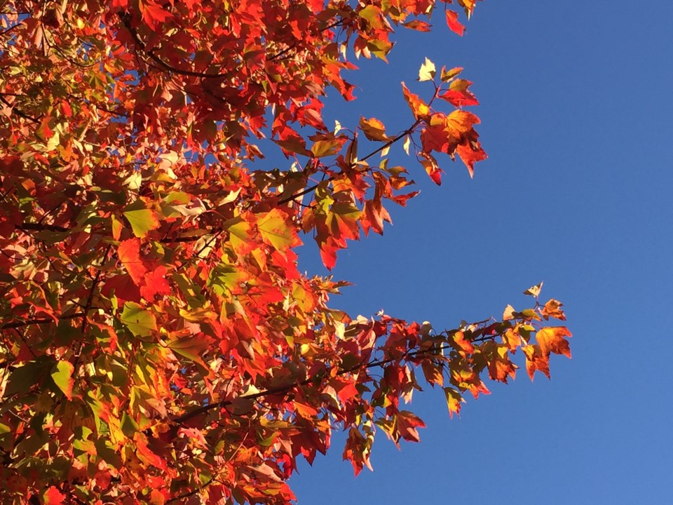 leaves 3