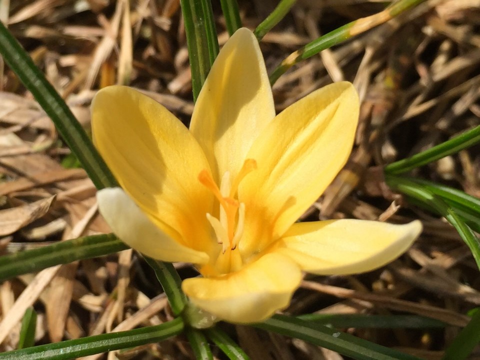 march 13 flower