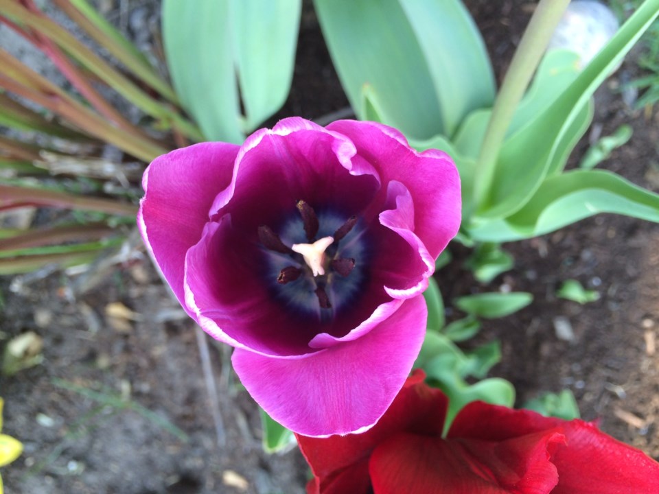 Tulip Spring 1