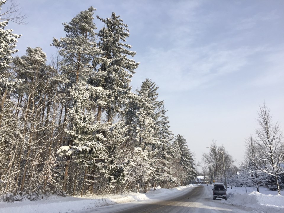 winter road big trees
