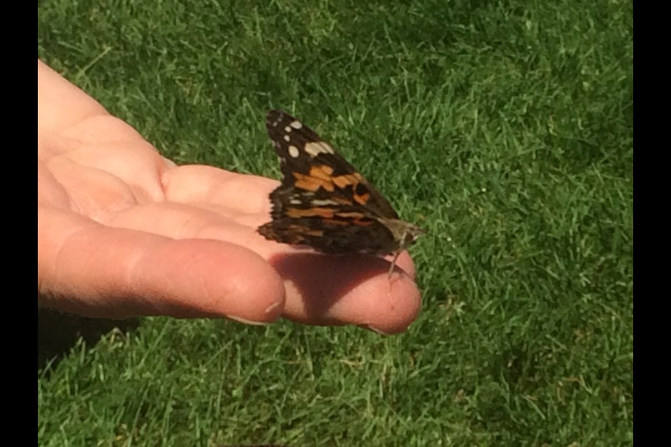 8th Annual Live Butterfly Release for Near North Palliative Care Network