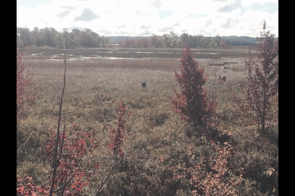 Picking in the cranberry marsh in Callander