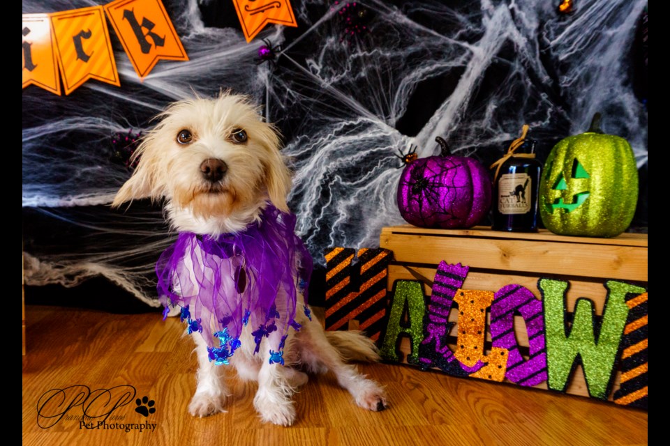 'Howl-O-Ween' photo session raises money for Texan born foster dog Bonnie and rescue organizations