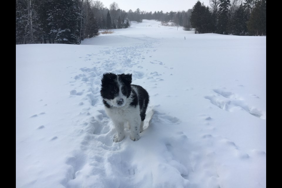 The owner's of eight week old Ellie, know how susceptible their dog is to bitterly cold temperatures