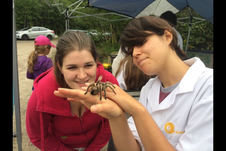 Sabrina Carlson watches as Kali Dias, of Entomica holds a tarantula  as part of the insects and bugs exhibit at the Louise de Kiriline Lawrence Nature Festival at Laurier Woods