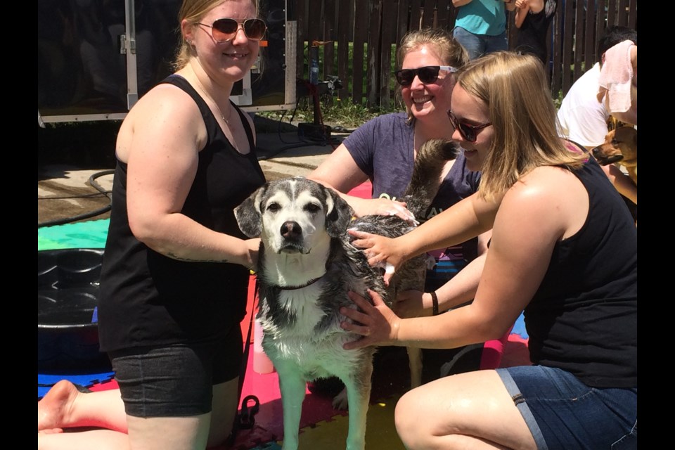 Jack enjoys his bath, a fundraiser for the Lions Foundation of Canada Dog Guides