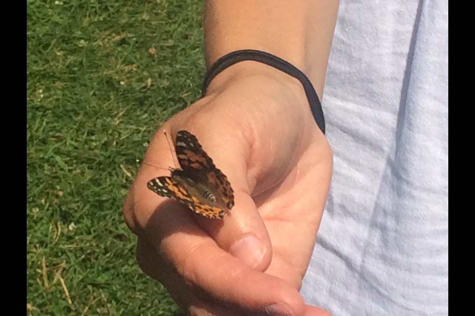 750 painted lady butterflies were released at the 10th annual Live Butterfly Release for Near Palliative Care Network