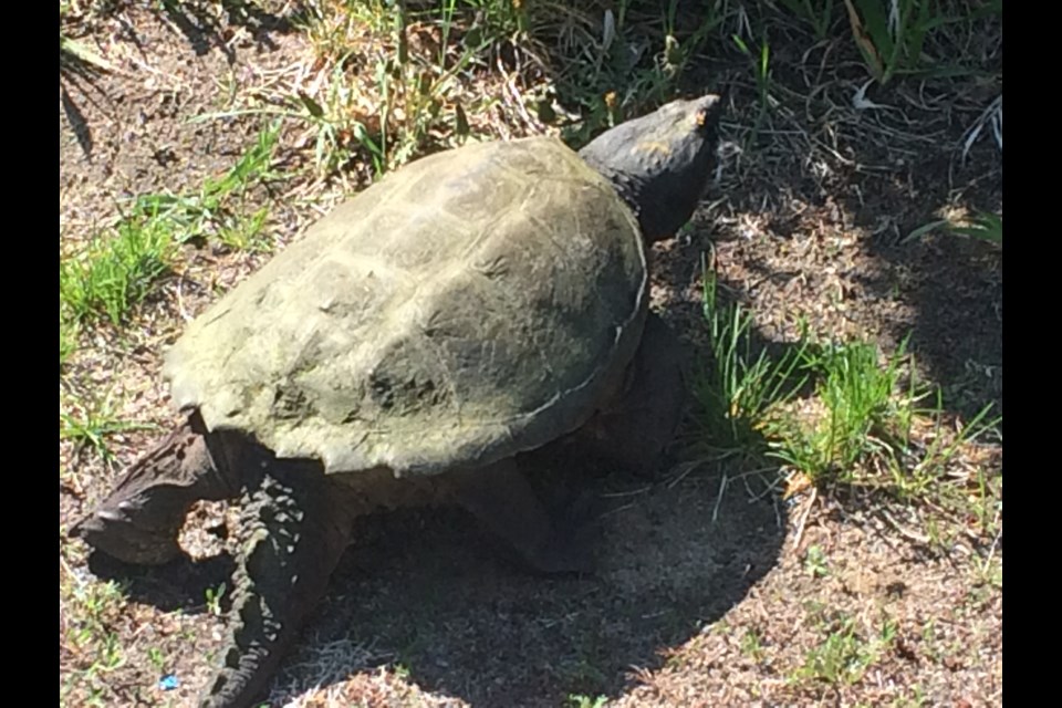 Cold snap delays egg laying for snapping turtles
photo: Linda Holmes