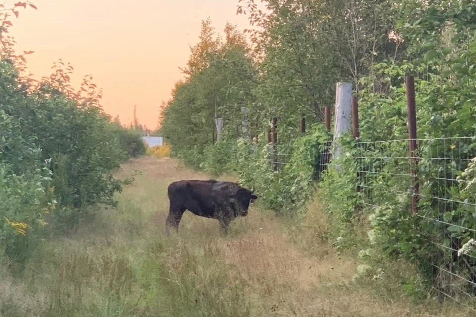 One of the bison checking out their new digs on the ranch this summer / Photo supplied