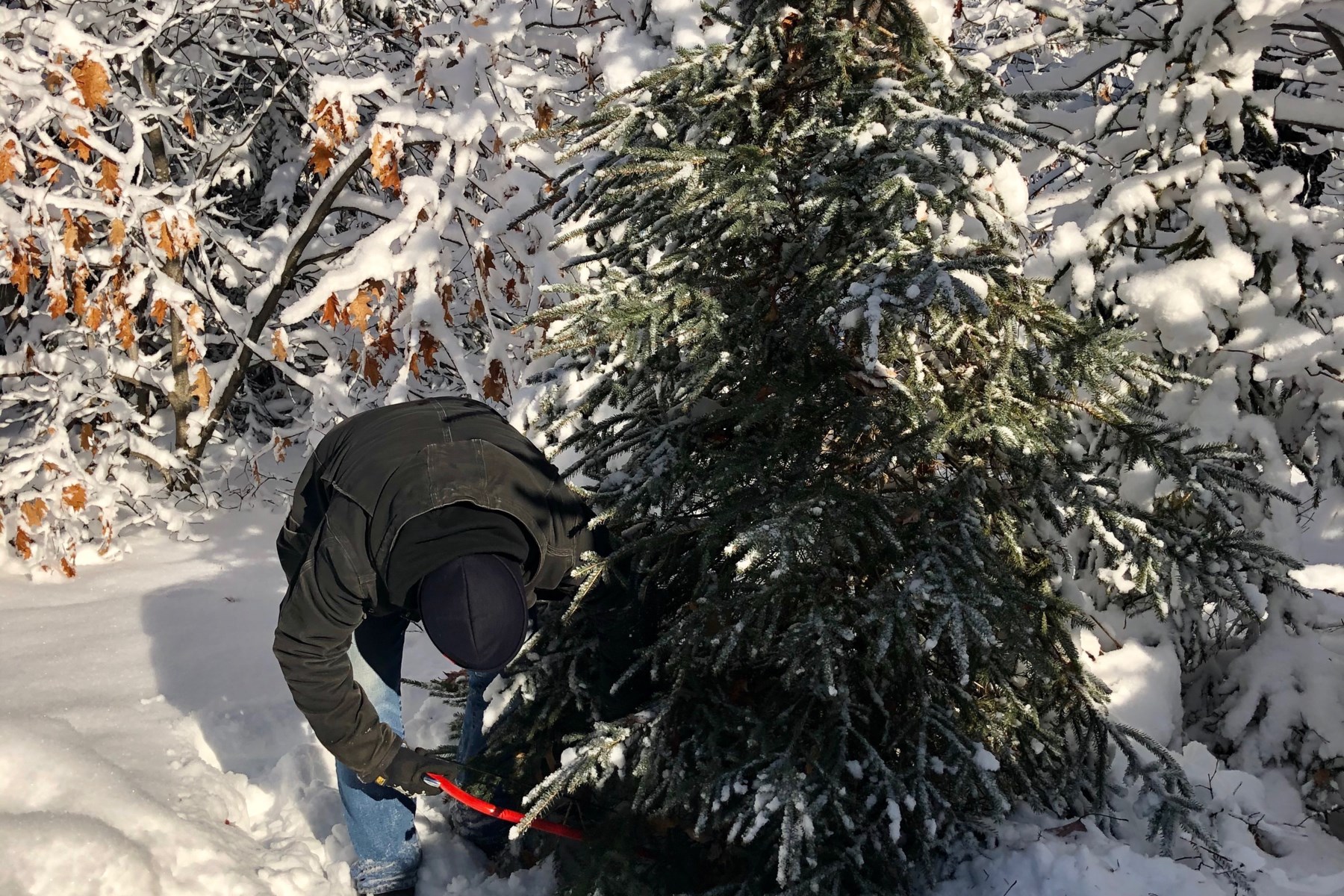 Oh Christmas tree! How lovely are your branches! - BayToday.ca