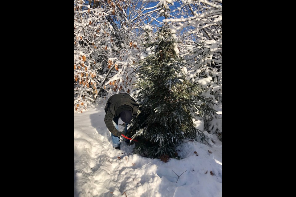 Real Christmas trees growing in popularity among young families. .