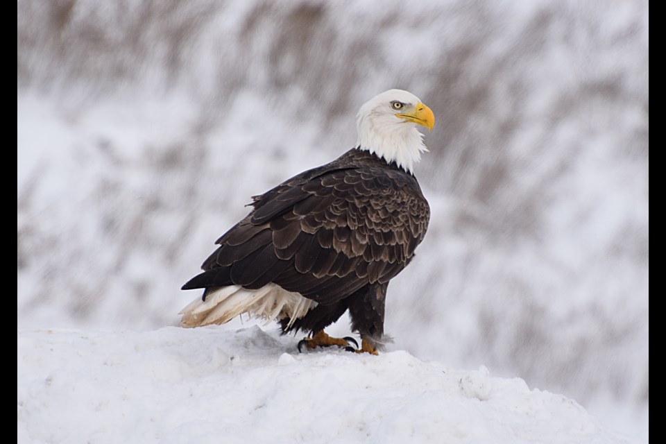 There were 17 Bald Eagles recorded in the North Bay Christmas Bird Count, Saturday, which is about average for the annual event. Renee Levesque Photo