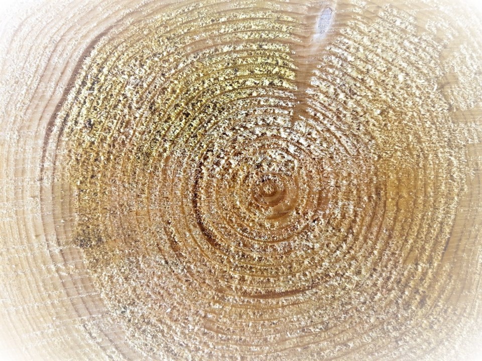 balsam wood rings