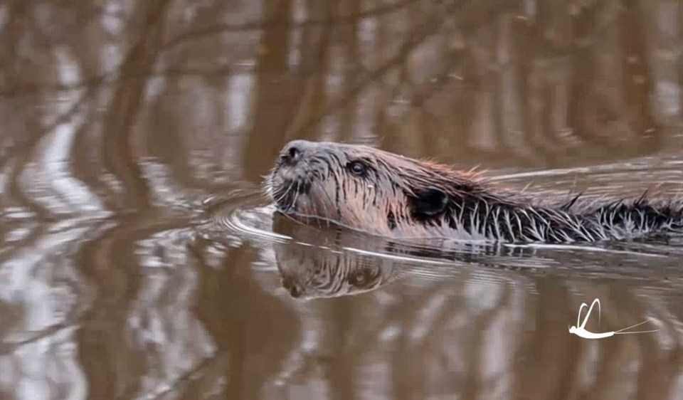 beaver logo