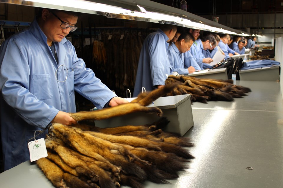 Fur Harvesters Auction is internationally known and holds sales at its facility on Bond Street. Submitted photo.