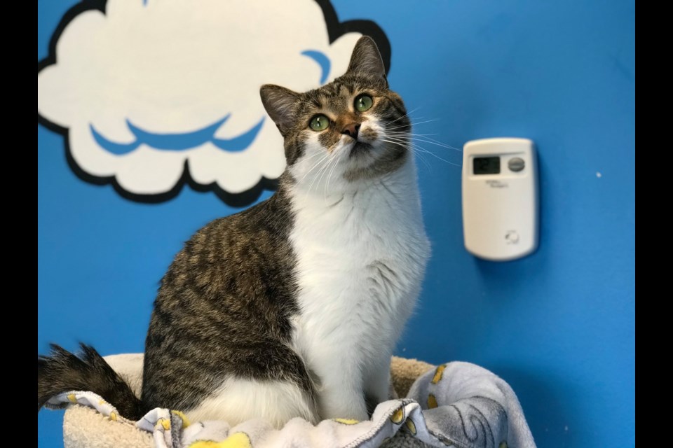 A cat in the adoption centre at the North Bay and District Humane Society. Photo by Natasha Staiton. 