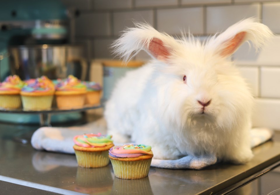 20220228 national cupcake day spca