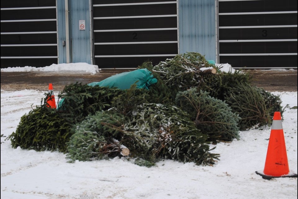Christmas tree drop-off at the Public Works Yard at 1399 Franklin St. will be open until January 16. Photo by Stu Campaigne.