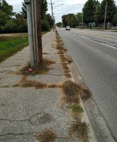 lakeshore drive sidewalk weeds