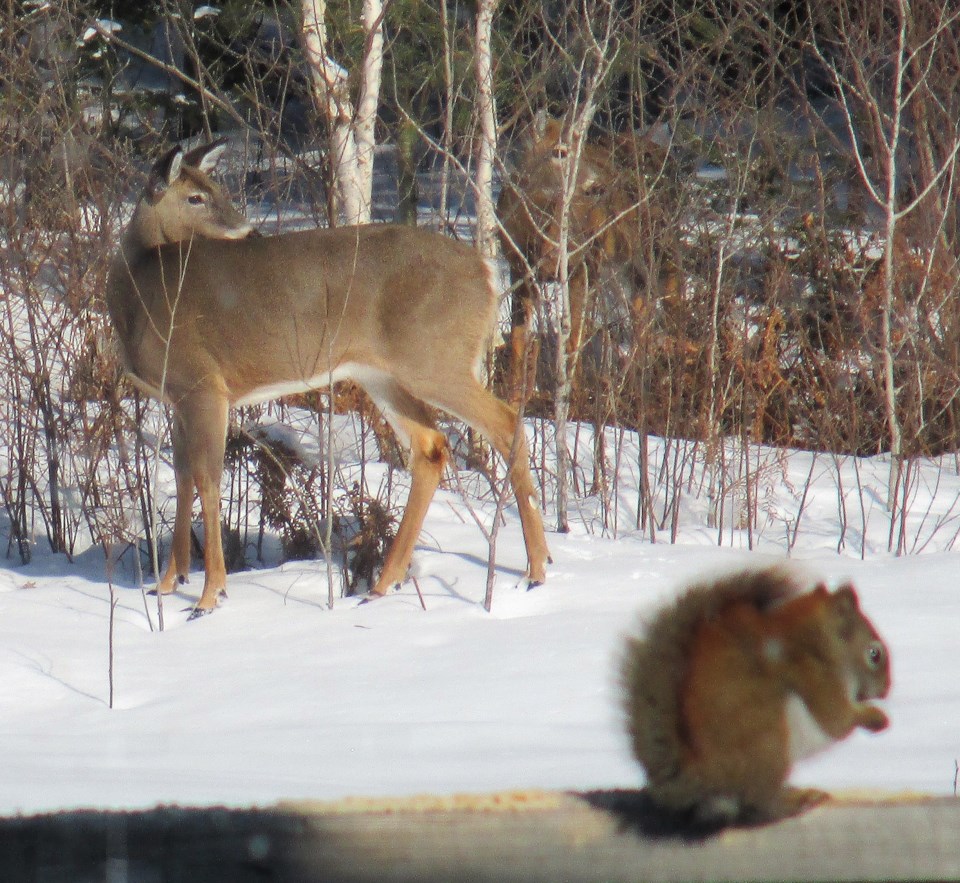 deer-squirrel-3