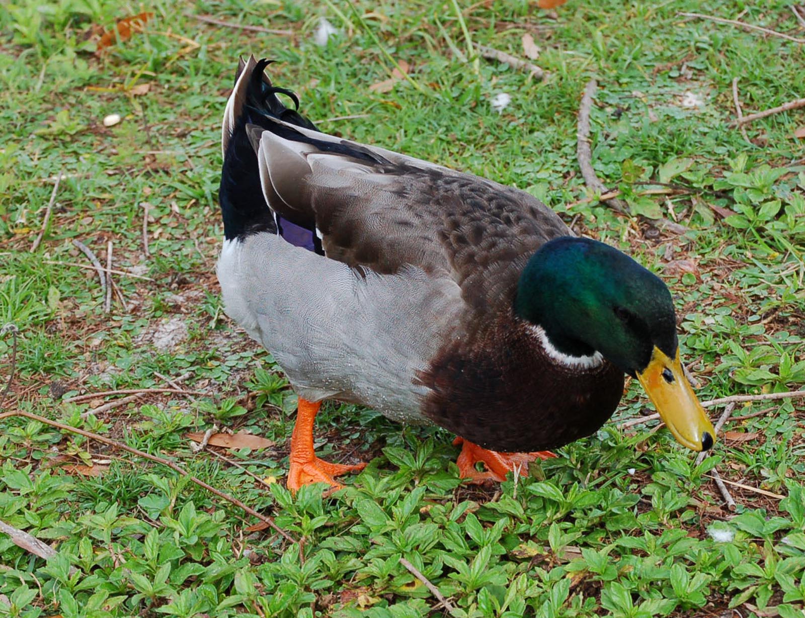 lame duck definition lame duck definition