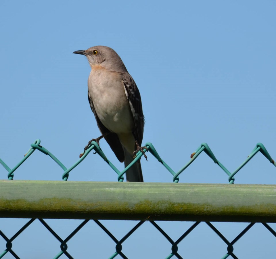 20180202 fence walton