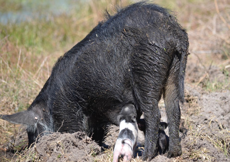 20180618 feral pigs walton
