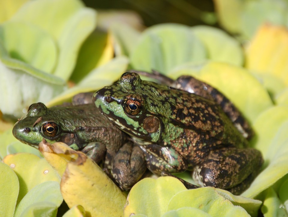 20190517 frogs walton