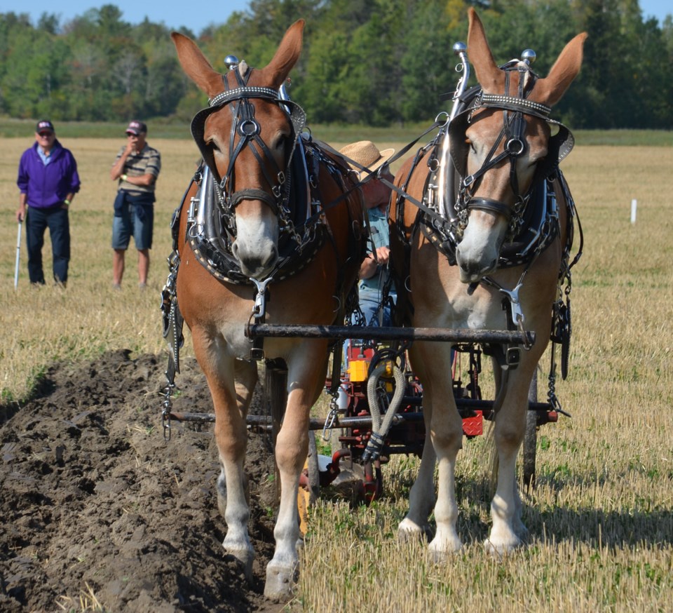 20190922 mules walton