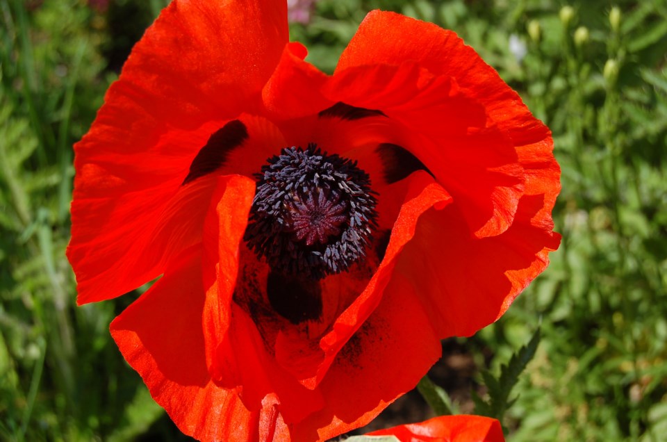 20201111 poppy walton