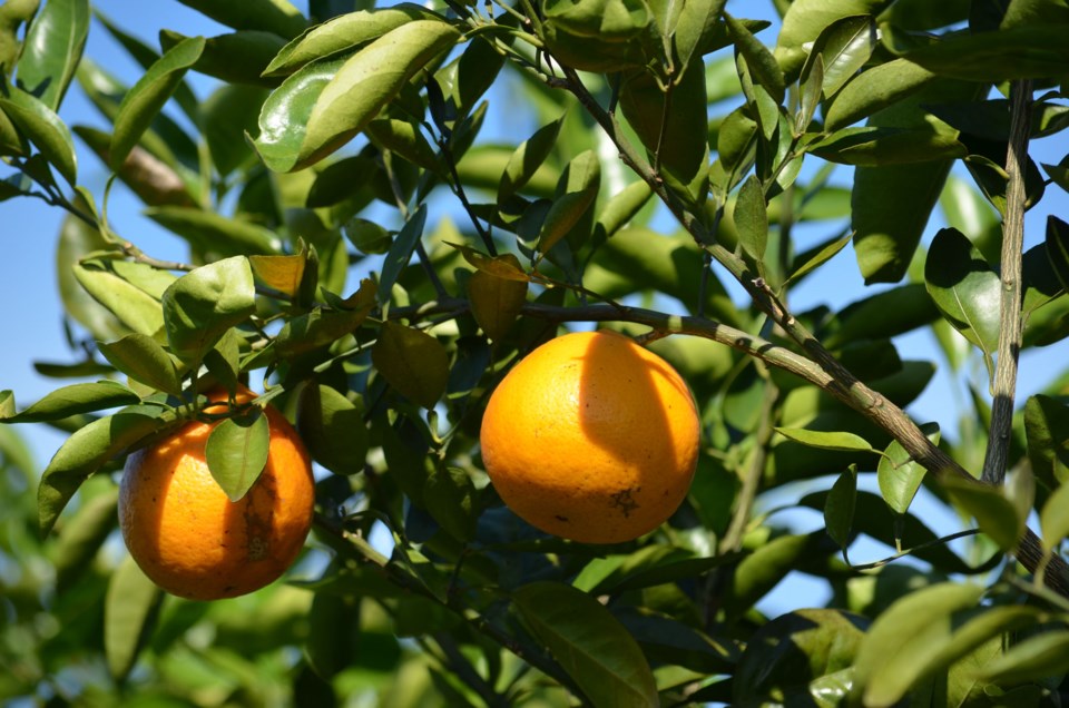 20210101 oranges walton
