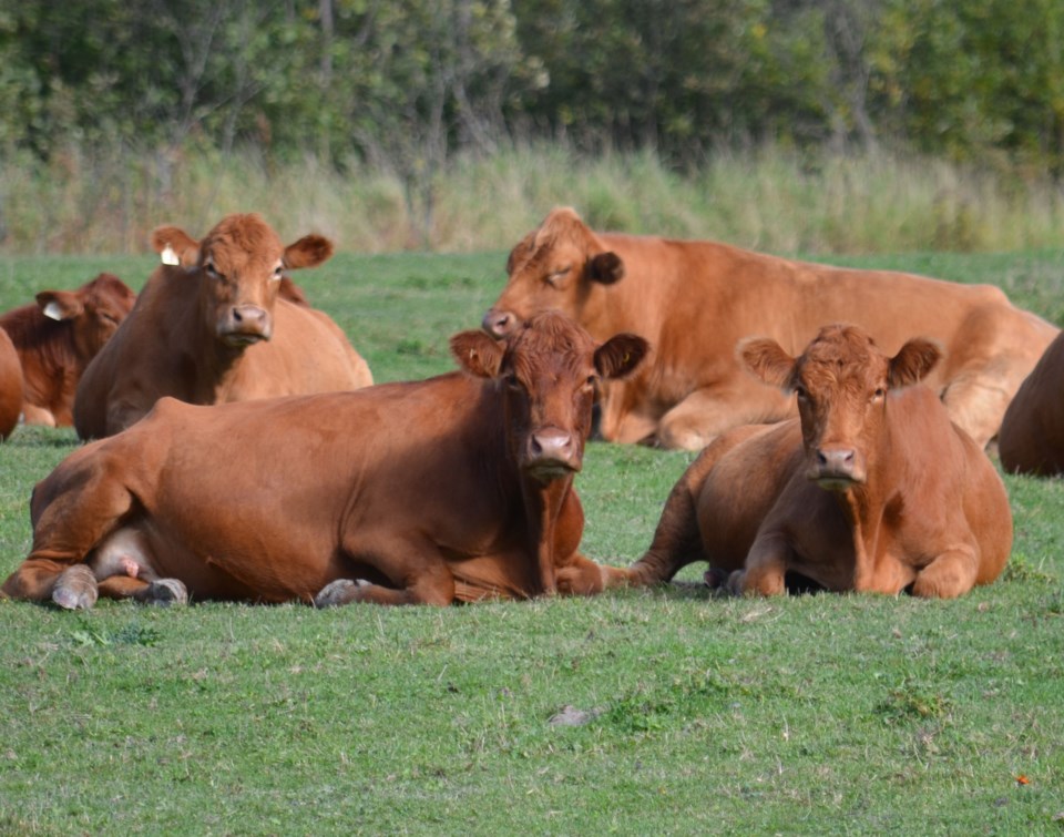 20211029 cows walton