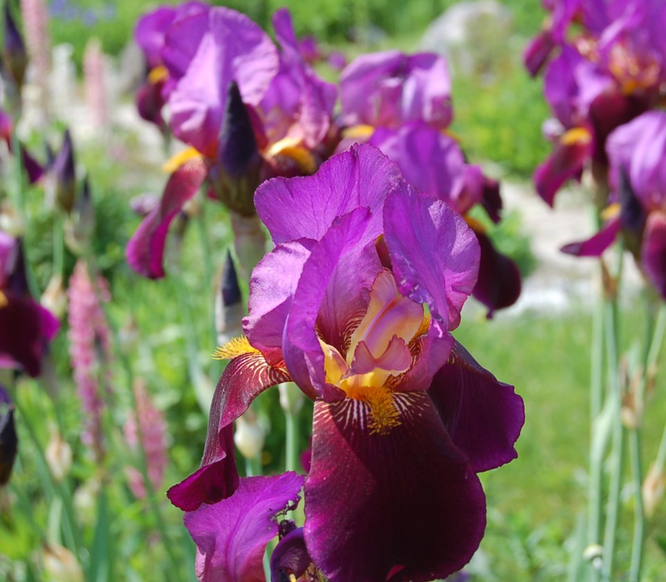 20230522-iris-walton