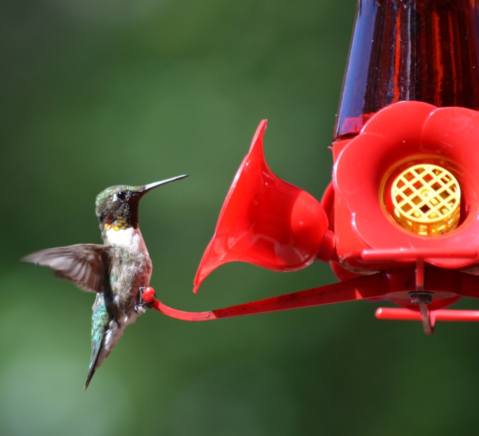 20230702-hummer-walton