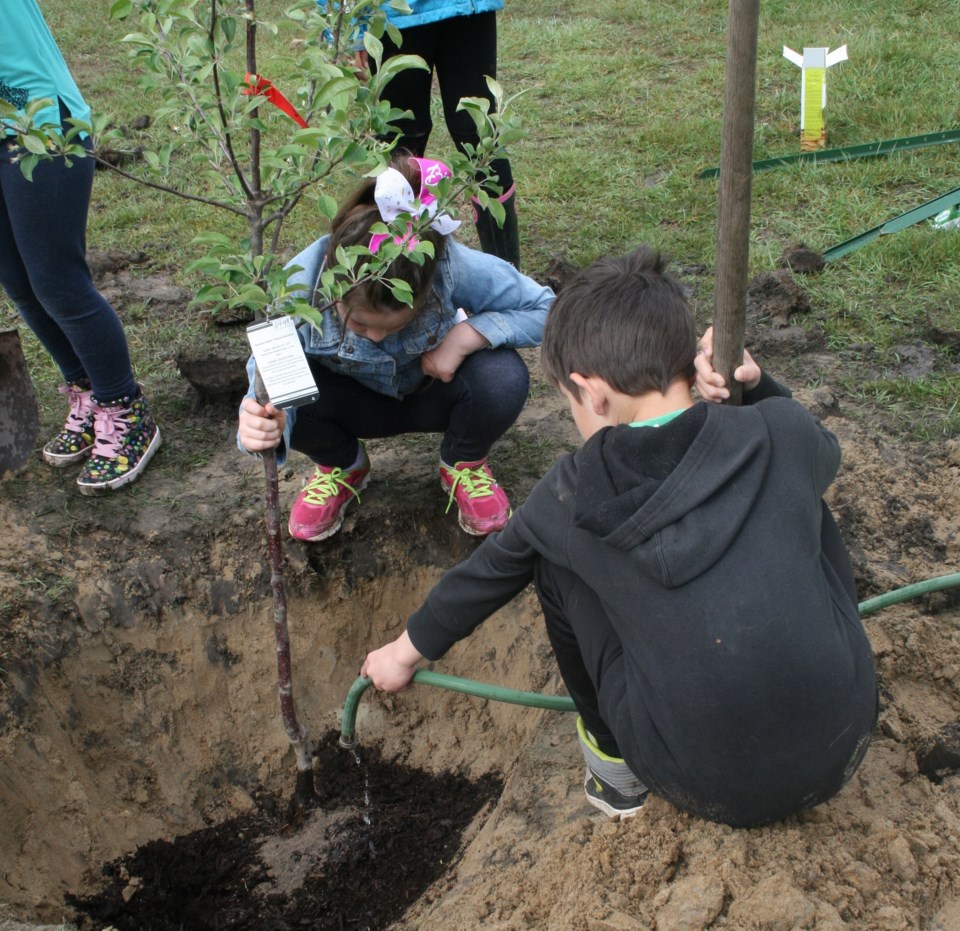 Silver Birches Students Planting Apple Trees, June 21, 2017