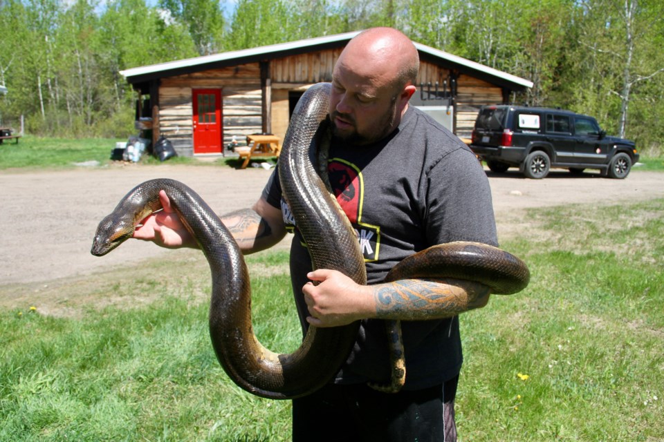 Featherstone holding up 12-foot-long Green Anaconda named Julius Squeezer.  Photo by Chris Dawson.  