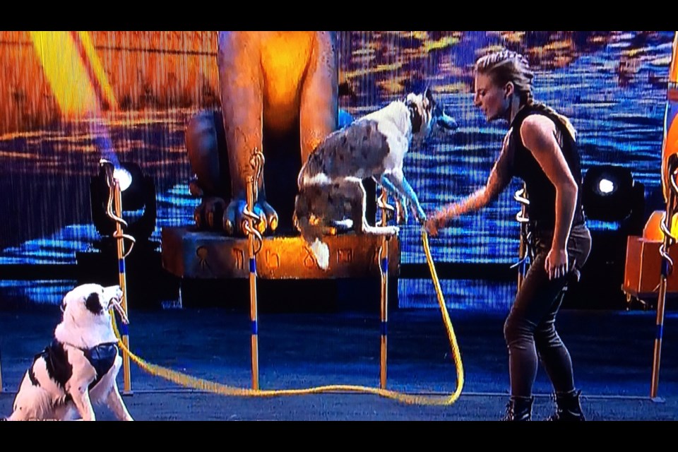 Dog trainer Sara Carson holds one end of a skip rope, while Hero holds the other. Puppy Loki jumps in between during a segment of America's Got Talent.. 