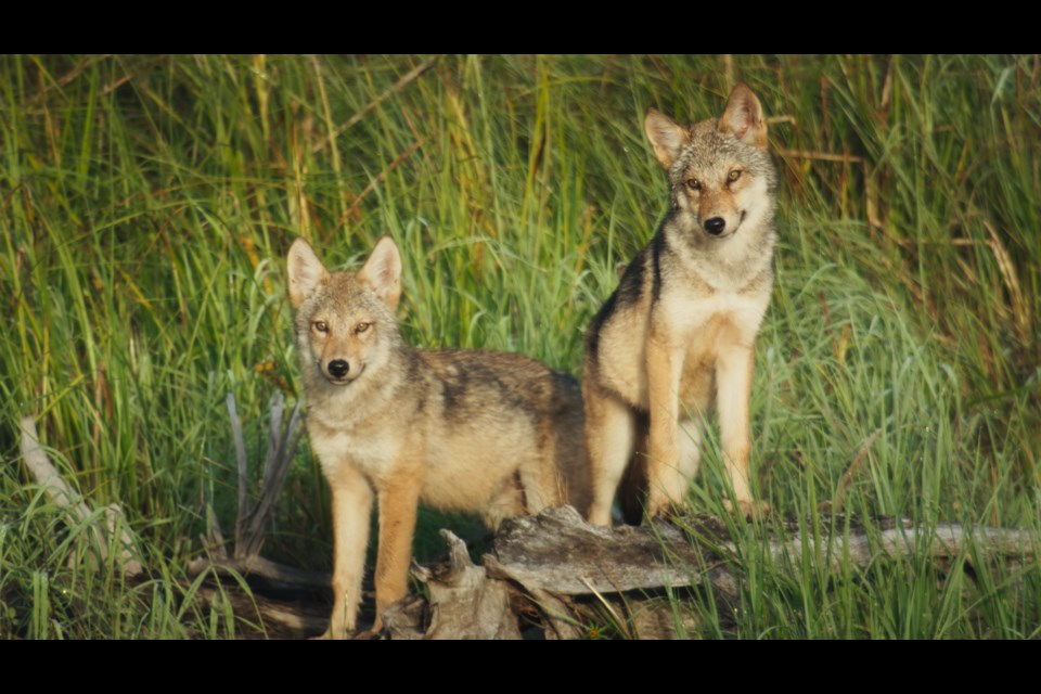 Eastern wolf pups in Algonquin Provincial Park. Part of the focus of the third episode of Secret World of Sound. Photo provided by Secret World of Sound.  