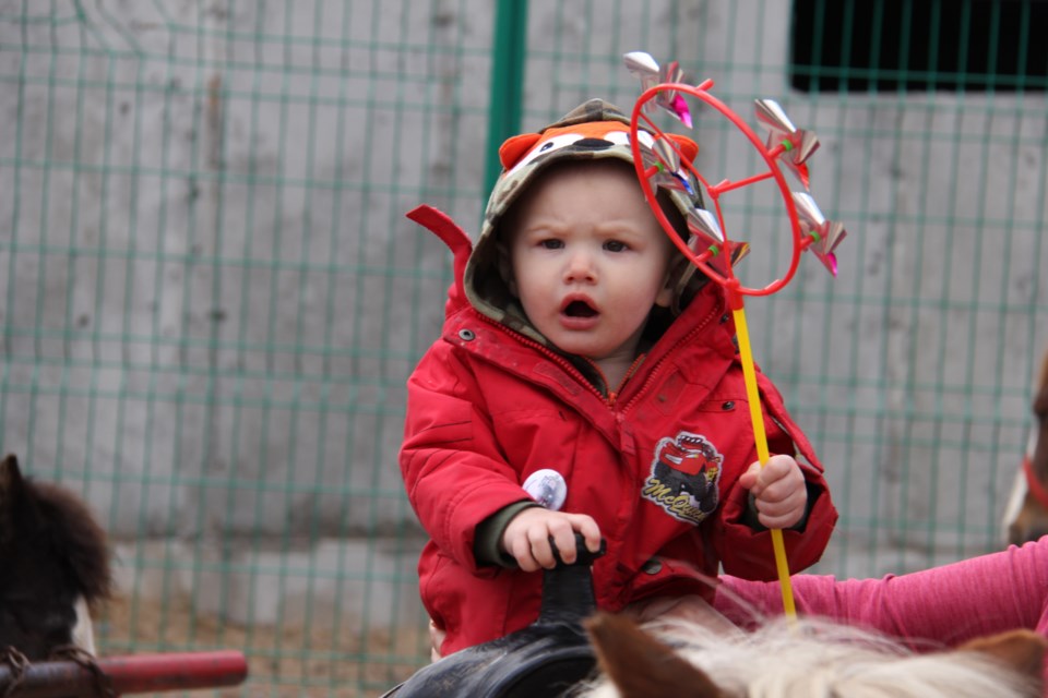 Zachary Stevens of North Bay, just 14 months old, was having the time of his life riding a pony at the Powassan Maple Syrup Festival Saturday morning. Photo by Jeff Turl.