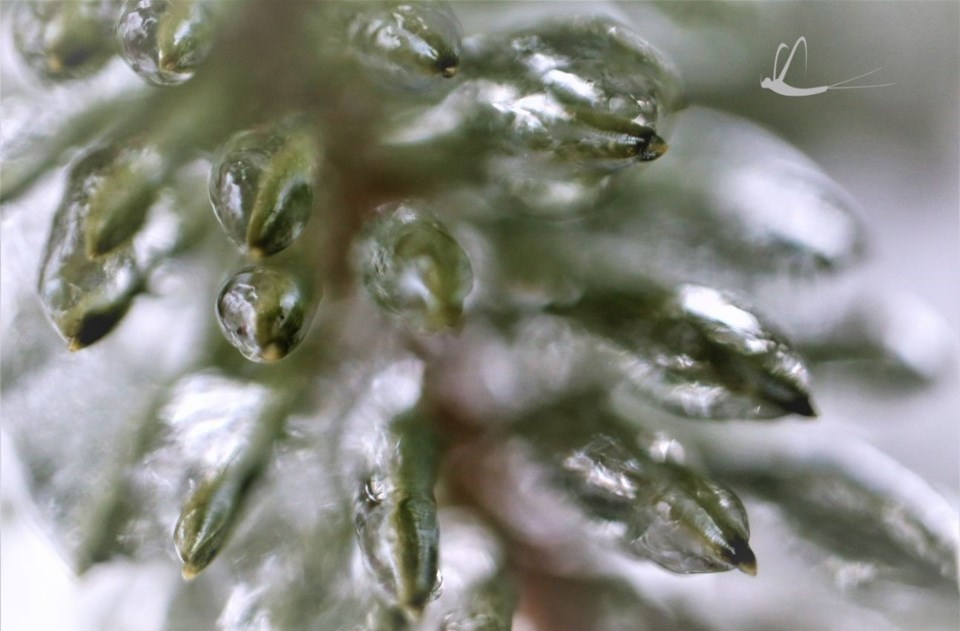 freezing rain needles bizarre