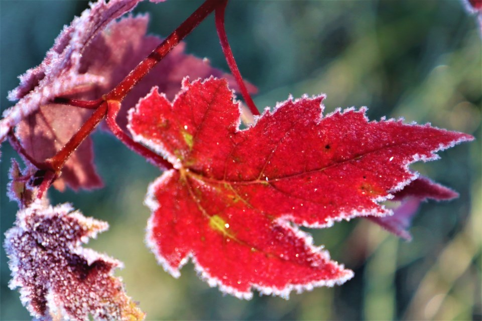 frosty maple leaf