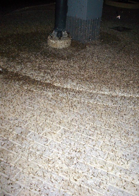 A carpet of crunchy critters.