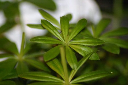 <b>Hurtubise cut the heads off this house plant.</b> Photo by Bill Tremblay, Special to BayToday.ca</b>