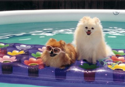 summer-dogs
