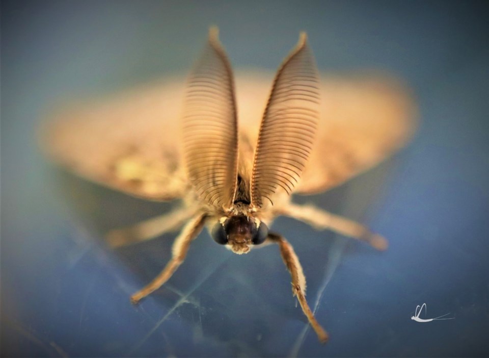 gypsy moth 2