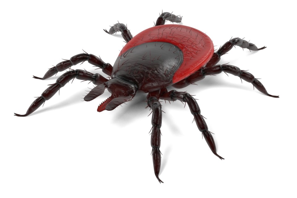 20180605 blacklegged tick AdobeStock_130216632