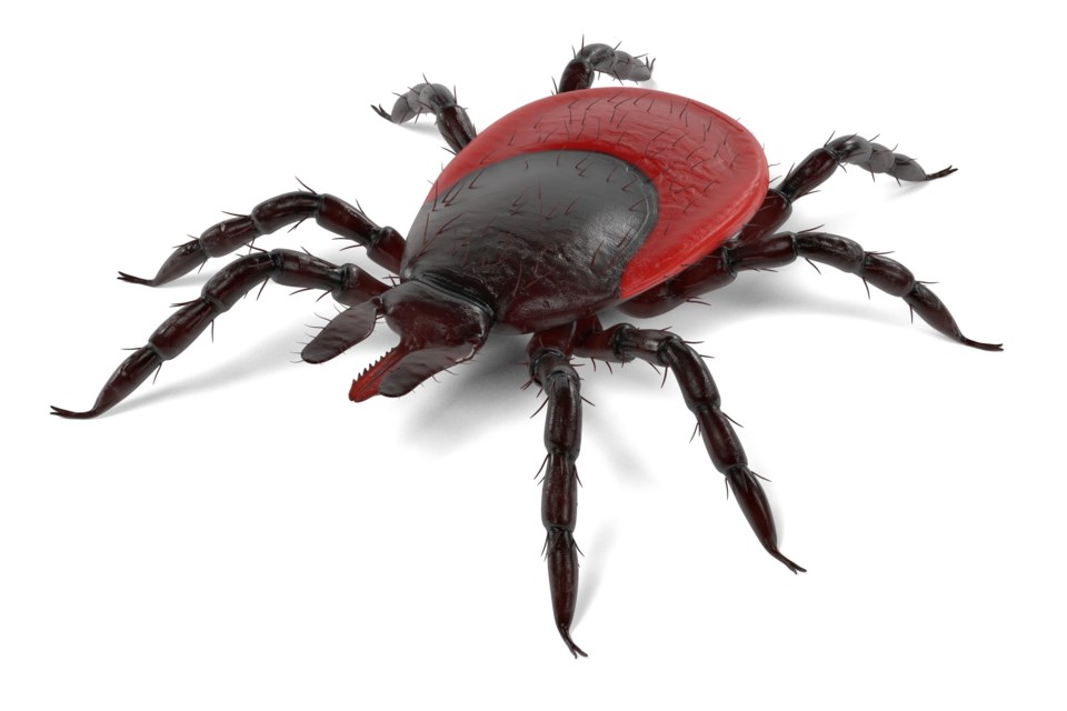 Blacklegged ticks can transmit Lyme disease to humans 