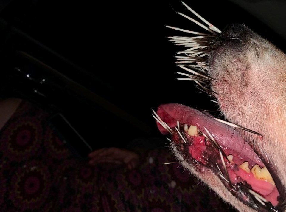 2022 09 09 porcupine quills